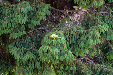 Green parrots perched among pine tree branches in natural habitat. Colorful parakeets camouflaged in...
