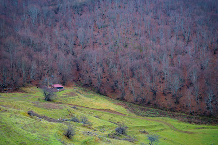 Rolling hills with barren trees and green valley under cloudy sky. Autumn forest on mountain slopeの写真素材