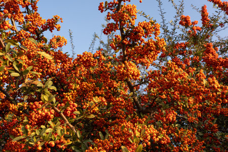Pyracantha scarlet firethorn at sunset. Bright red ripe fruits of the firethorn plant.の写真素材