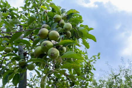 Ripe green apples on a tree branch in the garden. Closeup of green apples on a tree