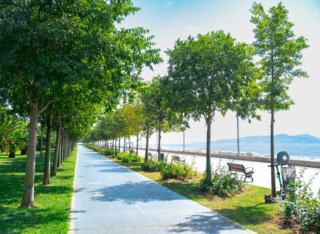 Bike and walking path in the park on the beach, summer day. Walking with a pet in trees by the sea. People ride bikes, seasideの写真素材