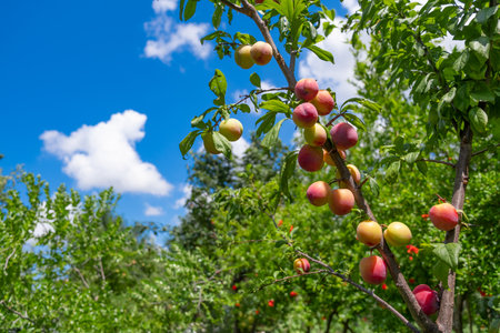 Cherry plum ripening on the branch of the plum tree. bottom view of fruits, selective focusの写真素材