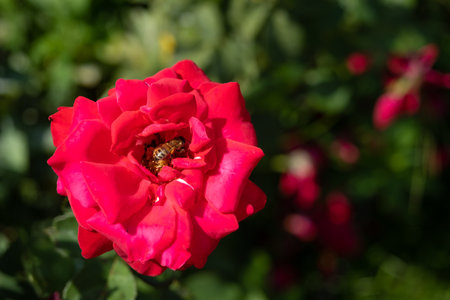 Red rose on the branch in the garden. Honey bee on red rose, beautiful sunny day, bee collects pollen, close up, flower bushの写真素材