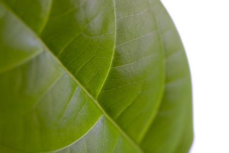 Plant leaf. Green leaf structure macro, close-up. Abstract nature background texture