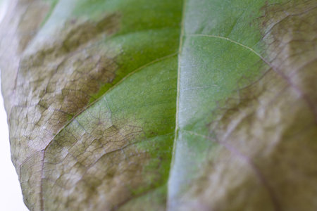 Damaged diseased green leaf, plant illness, brown sores, home plant care and gardening concept, close up, macro shotの写真素材