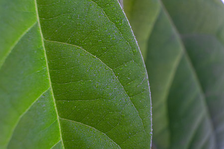 Plant leaf. Green leaf structure macro, close-up. Abstract nature background textureの写真素材