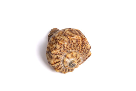 Sea shell isolated on white background. Single Dried brown snail seashell. Copy space, close up