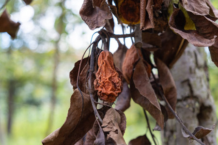 Dried, shriveled fruit hanging from branch among dry brown leaves, decay and aging. Symbol of nature life cycle and seasonal changeの写真素材