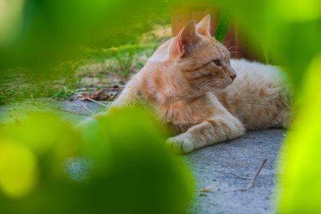 Ginger tabby cat is sleeping peacefully in backyard. Kitty orange ginger tabby cat is curled up with its eyes closed. The background is a wooden fence and gardenの写真素材