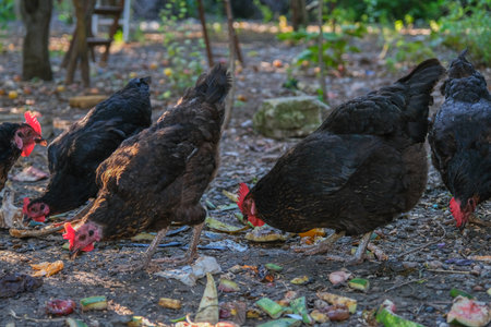 Brown chickens foraging for food on a dirt ground. Free range chickens pecking at scraps in a garden. Domestic fowls searching for food amidst scattered debrisの写真素材