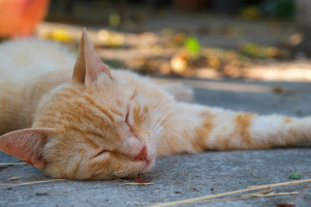 Ginger tabby cat is sleeping peacefully in backyard. Kitty orange ginger tabby cat is curled up with its eyes closed. The background is a wooden fence and gardenの写真素材