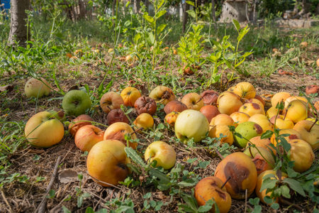 Rotten and overripe apples scattered on the ground in an orchard. Some apples remain fresh, while others show signs of decay. Fallen fruit decomposing under tree, blending with the soilの写真素材