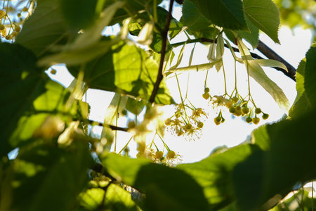 Tilia linden tree flowers, blossoms with bright sunlight. Linden tree branches with blooming yellow...