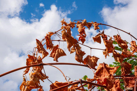Branch with autumn brown leaves, some green and dried, hanging against bright sky with clouds. Dried grape leaves. Seasonal change and nature cycleの写真素材