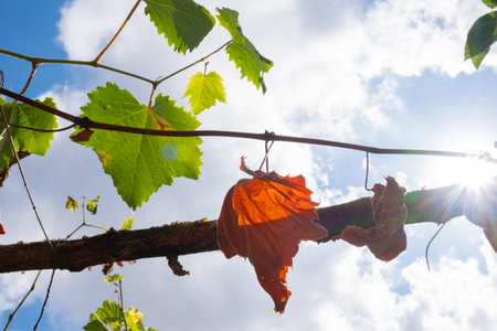 Branch with autumn brown leaves, some green and dried, hanging against bright sky with clouds. Dried grape leaves. Seasonal change and nature cycleの写真素材