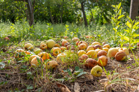 Rotten and overripe apples scattered on the ground in an orchard. Some apples remain fresh, while others show signs of decay. Fallen fruit decomposing under tree, blending with the soilの写真素材