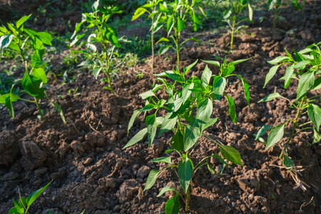 Vibrant vegetable garden flourishing under the warm sunlight. Lush greenery in a rural vegetable organic farm, healthy soil under morning sunlight. Fresh crops emerging from rich brown earth, gardenの写真素材