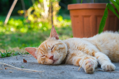 Ginger tabby cat is sleeping peacefully in backyard. Kitty orange ginger tabby cat is curled up with its eyes closed. The background is a wooden fence and gardenの写真素材