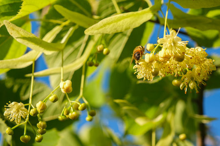 Tilia linden tree flowers, blossoms with bright sunlight. Linden tree branches with blooming yellow flowers. Beautiful green leaves outdoors, spring background. Concept of natural, herbal tea. Close-upの写真素材