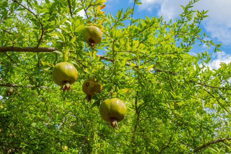 Green tree with lush leaves and unripe pomegranates growing on branches, under bright sky with white clouds. Natural scene of a pomegranate tree growing in gardenの写真素材