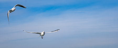 Seagull bird flying over the Bosphorus in Istanbul, Turkey. White seagull soaring through the blue...
