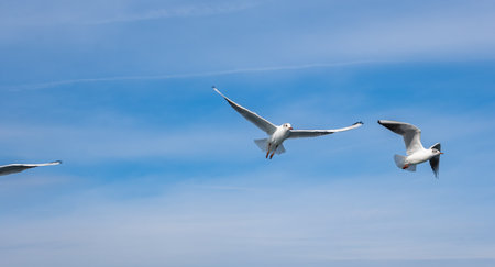Seagull bird flying over the Bosphorus in Istanbul, Turkey. White seagull soaring through the blue...