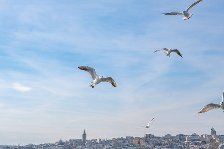 Seagull bird flying over the Bosphorus in Istanbul, Turkey. White seagull soaring through the blue sky above the city of Istanbulの写真素材