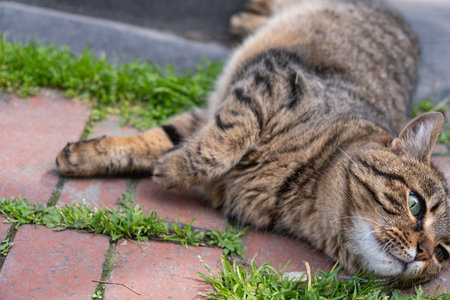 Tabby cat lying on a brick walkway with green grass growing between the bricks. Relaxed domestic tabby cat enjoying the sun on brick walkway. Taking a nap outdoorsの写真素材