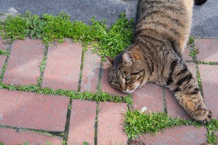Tabby cat lying on a brick walkway with green grass growing between the bricks. Relaxed domestic tabby cat enjoying the sun on brick walkway. Taking a nap outdoorsの写真素材
