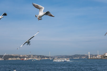 Seagull bird flying over the Bosphorus in Istanbul, Turkey. White seagull soaring through the blue sky above the city of Istanbulの写真素材