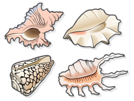 Set of four seashells, using blend and gradient fill, vector illustrationのイラスト素材