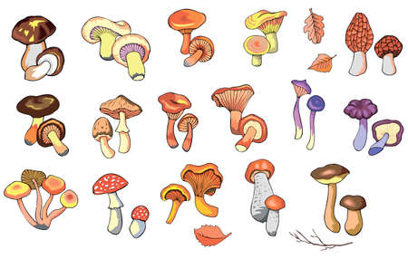 Collection of hand drawn colorful mushrooms. Set of isolated edible and inedible fungus, vector illustrationのイラスト素材