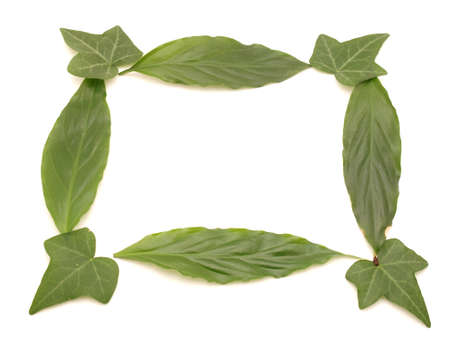 Framework from leaves on a white background       の写真素材
