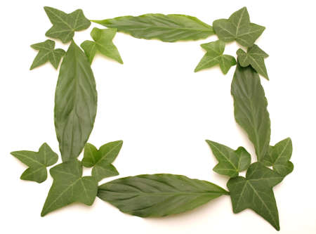 Framework from leaves on a white background       