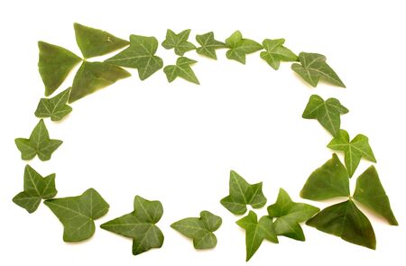 Framework from leaves on a white background     の写真素材