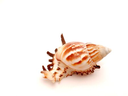 Marine bowl on a white background        