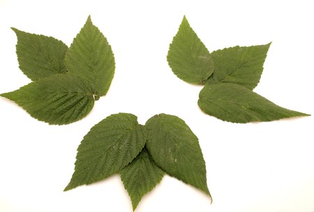 Leaves on a white background        