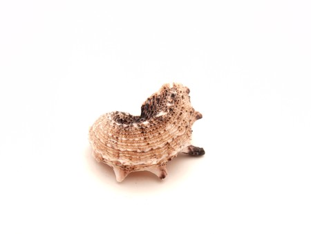 Marine bowl on a white background      