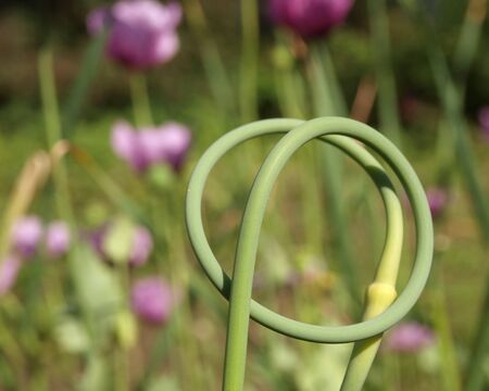 The green braided stalk in the summer       の写真素材