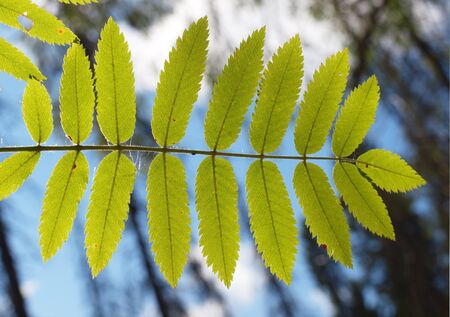 Mountain ash in a wood in summer    の写真素材