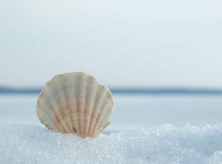 Cockleshell on a snow in the winter     の写真素材