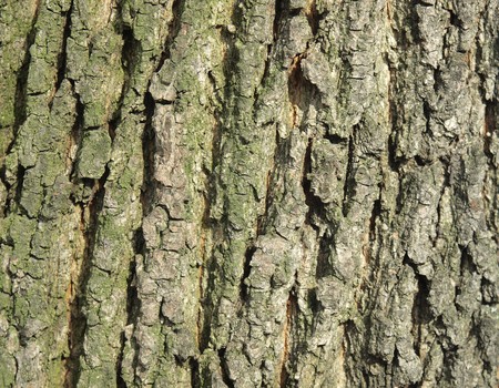 Bark of a poplar in a wood. A background    