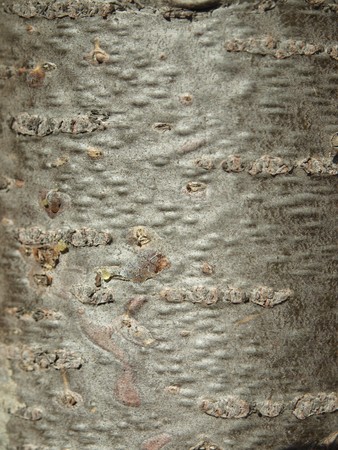 Bark of a fir in a wood. A background          の写真素材
