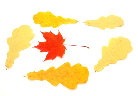 Multi-colored leaves on a white background   