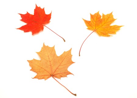 Multi-colored leaves on a white background