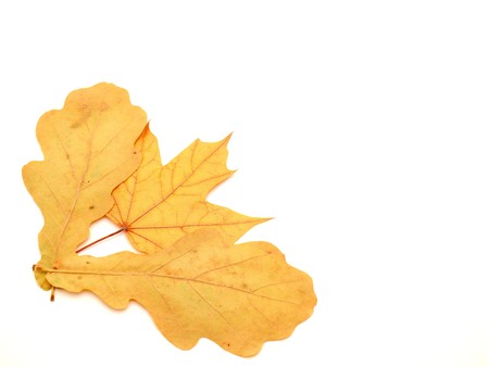 Multi-colored leaves on a white background   