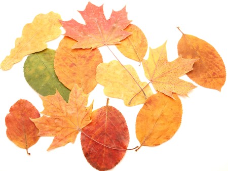 Multi-colored leaves on a white background