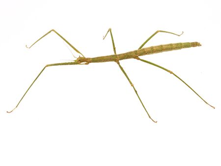 Carausius morosus on a white background    