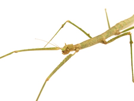 Carausius morosus on a white background        