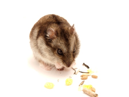 Hamster on a white backgroundの写真素材